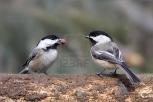4780732-pair-of-black-capped-chickadees-poecile-atricapilla-on-a-log-with-a-peanut